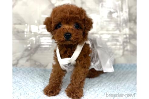 成約済の福岡県のティーカッププードル-195695の1枚目