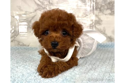 成約済の福岡県のティーカッププードル-195695の8枚目