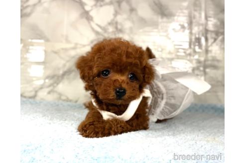 成約済の福岡県のティーカッププードル-195695の9枚目