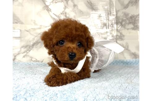 成約済の福岡県のティーカッププードル-195695の10枚目