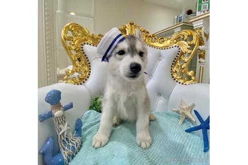 成約済の福岡県のシベリアンハスキー-190557の20枚目