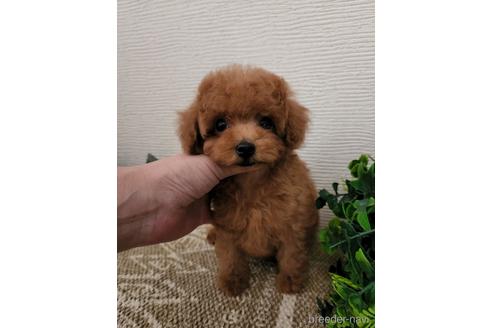 成約済の岡山県のティーカッププードル-192054の3枚目