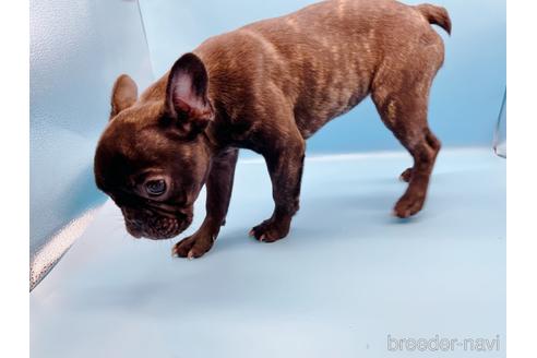 成約済の東京都のフレンチブルドッグ-195782の7枚目