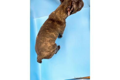 成約済の東京都のフレンチブルドッグ-195782の8枚目