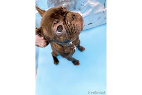 成約済の東京都のフレンチブルドッグ-195782の2枚目