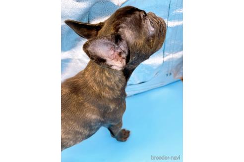 成約済の東京都のフレンチブルドッグ-195782の3枚目