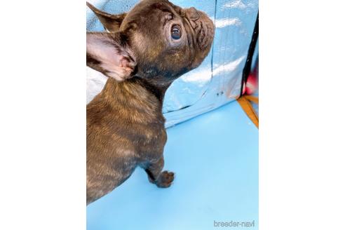 成約済の東京都のフレンチブルドッグ-195782の4枚目