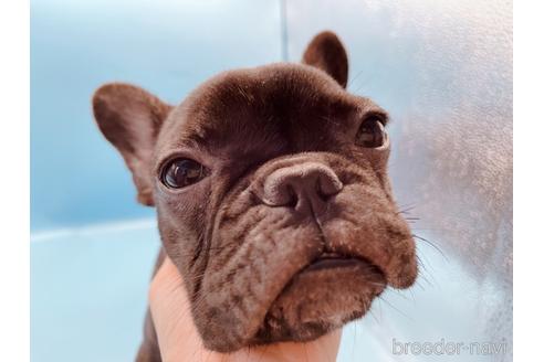 成約済の東京都のフレンチブルドッグ-195782