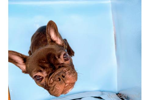 成約済の東京都のフレンチブルドッグ-195782の6枚目