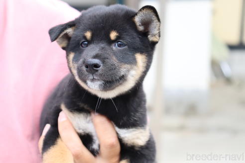成約済の埼玉県の柴犬-192007の1枚目