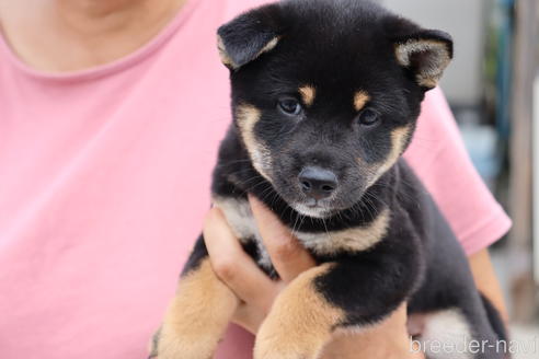 成約済の埼玉県の柴犬-192007の5枚目