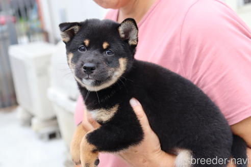 成約済の埼玉県の柴犬-192007の4枚目