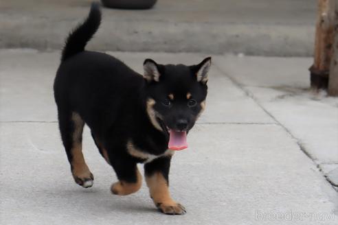 成約済の埼玉県の柴犬-192007の3枚目