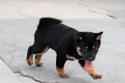 成約済の埼玉県の柴犬-192007の2枚目