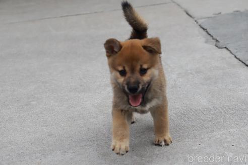 成約済の埼玉県の柴犬-192006の1枚目