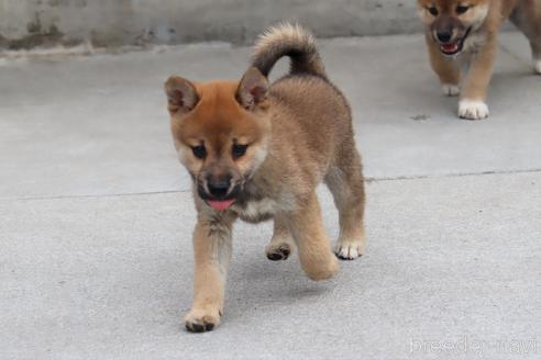 成約済の埼玉県の柴犬-192006の7枚目