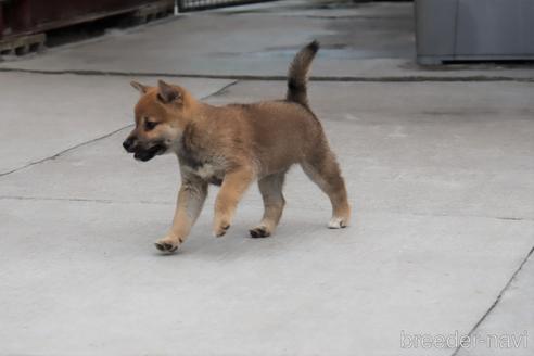 成約済の埼玉県の柴犬-192006の3枚目