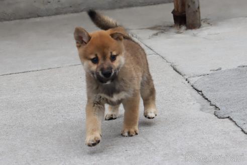 成約済の埼玉県の柴犬-192006の2枚目