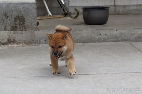 成約済の埼玉県の柴犬-195799の6枚目