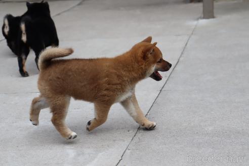 成約済の埼玉県の柴犬-195799の5枚目