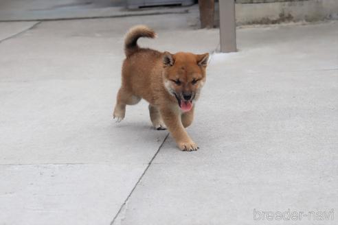 成約済の埼玉県の柴犬-195799の4枚目