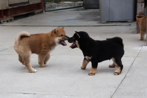 成約済の埼玉県の柴犬-195799の3枚目