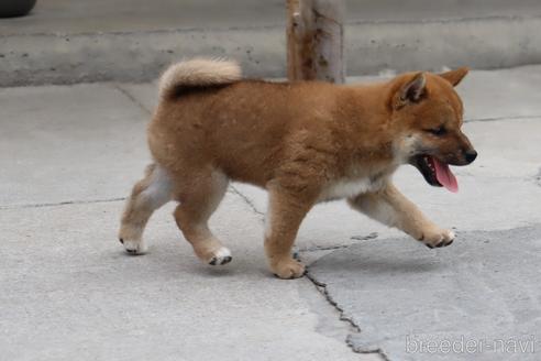 成約済の埼玉県の柴犬-195799の2枚目