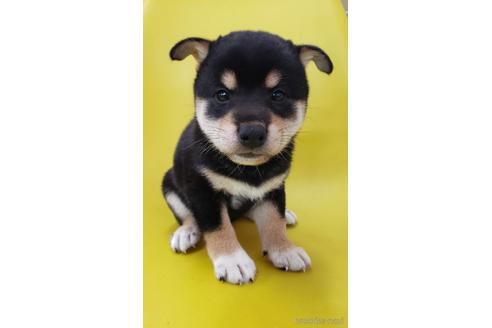 成約済の大阪府の柴犬-195828の5枚目
