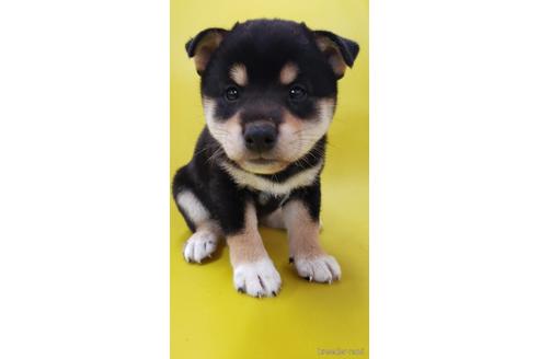 成約済の大阪府の柴犬-195828の4枚目