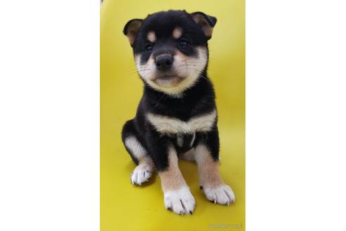 成約済の大阪府の柴犬-195828の3枚目