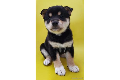 成約済の大阪府の柴犬-195828の2枚目