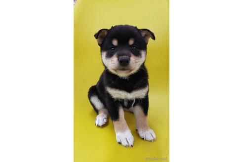 成約済の大阪府の柴犬-195828の1枚目