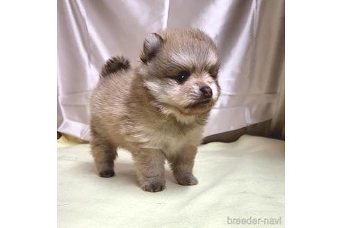 成約済の茨城県のポメラニアン-195013の4枚目