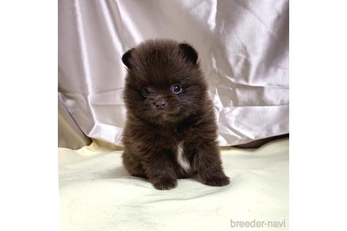 成約済の茨城県のポメラニアン-195015の5枚目