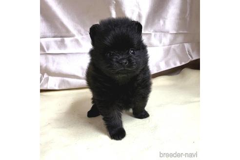 成約済の茨城県のポメラニアン-195017の5枚目