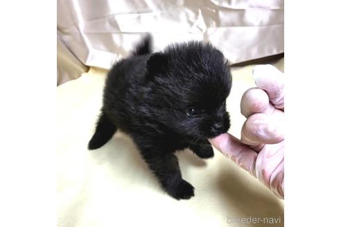 成約済の茨城県のポメラニアン-195017の2枚目