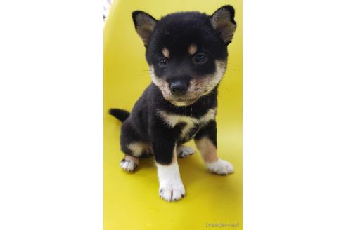 成約済の大阪府の柴犬-195841の7枚目