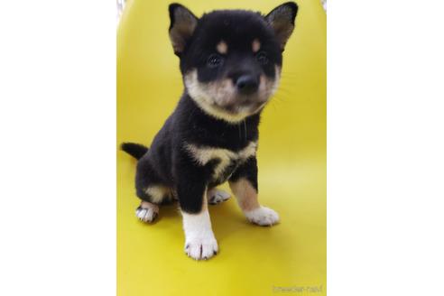 成約済の大阪府の柴犬-195841の6枚目