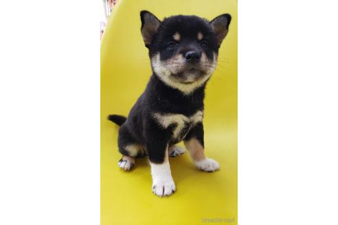 成約済の大阪府の柴犬-195841の5枚目