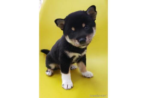 成約済の大阪府の柴犬-195841の4枚目