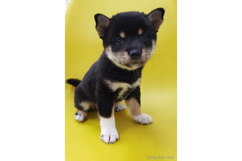 成約済の大阪府の柴犬-195841の3枚目
