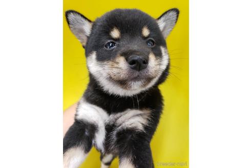 成約済の大阪府の柴犬-195841の1枚目
