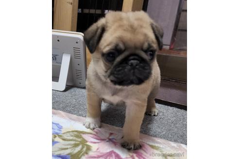 成約済の岡山県のパグ-193790