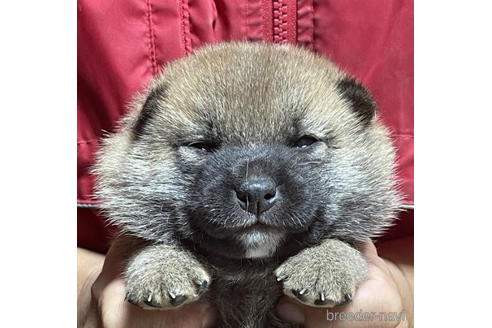 成約済の千葉県の柴犬-195894の1枚目