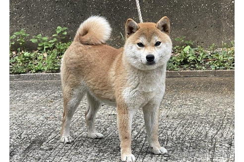 成約済の千葉県の柴犬-195894の4枚目