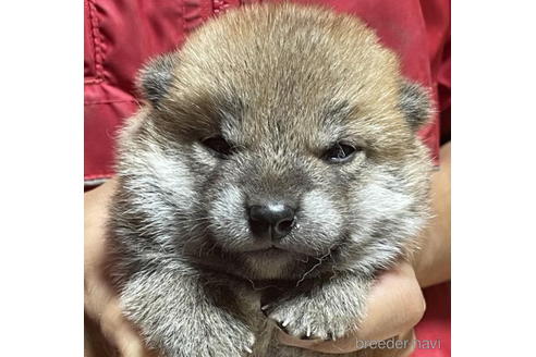 成約済の千葉県の柴犬-195895の1枚目