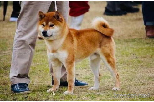 成約済の千葉県の柴犬-195896の4枚目