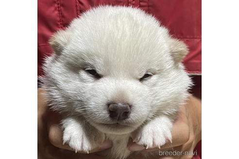 成約済の千葉県の柴犬-195896の1枚目