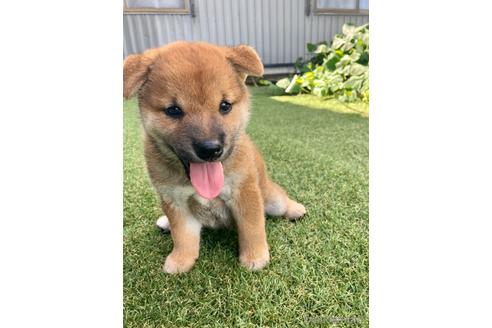 成約済の福井県の柴犬-194661の3枚目