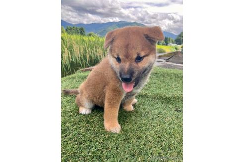 成約済の福井県の柴犬-194661の2枚目